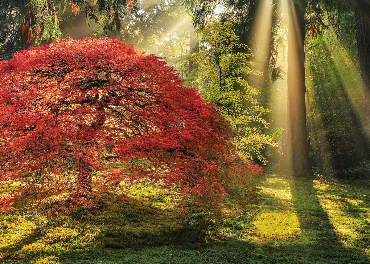 PFG Magic Forests - Guiding Light, Aaron Reed (1000pcs) (Usage/Used - PUZZLES FOR GOOD)