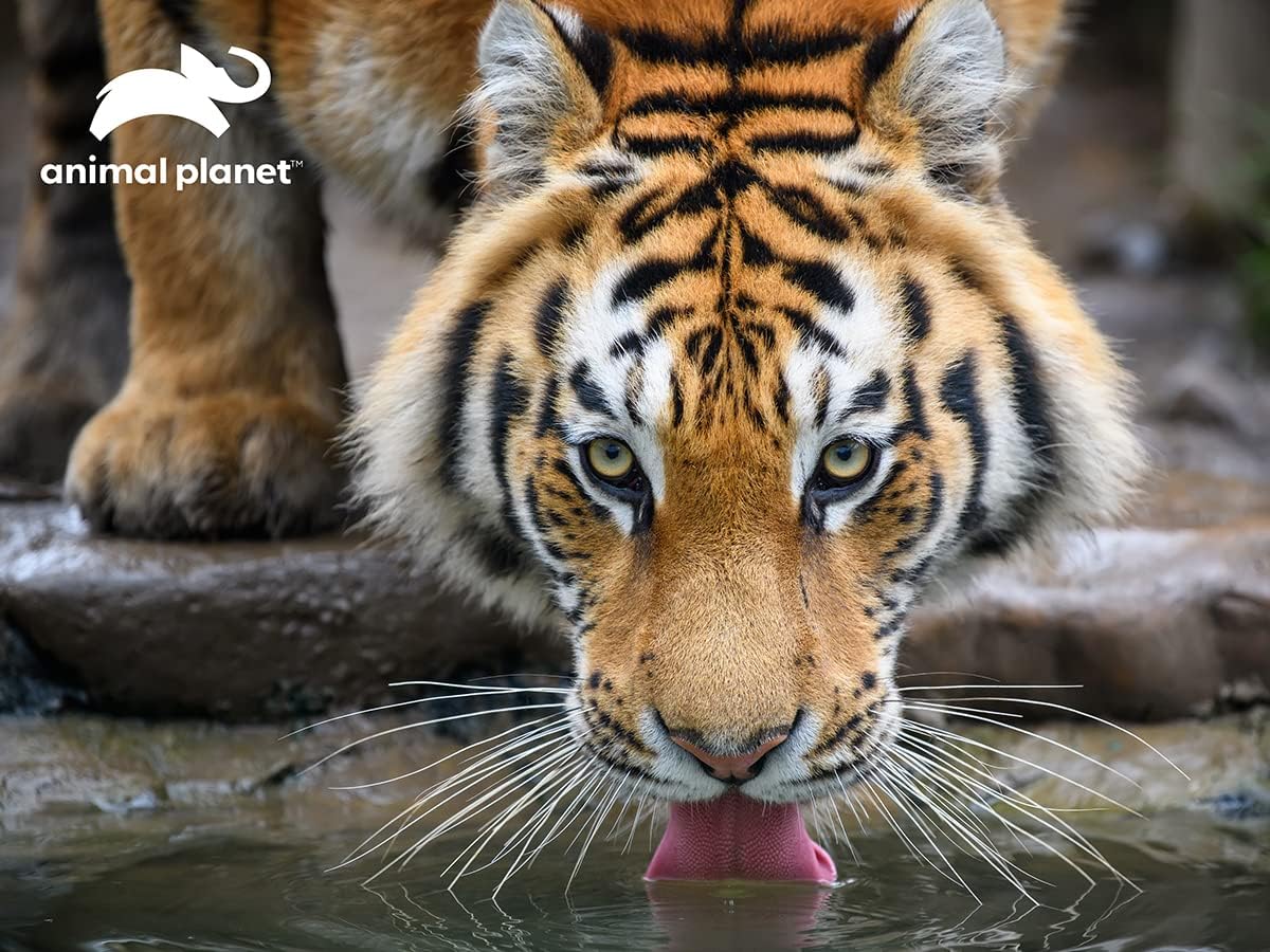 Discovery - Tiger (3D Puzzle) (500pcs)