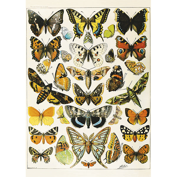 Butterflies and Moths, Millot