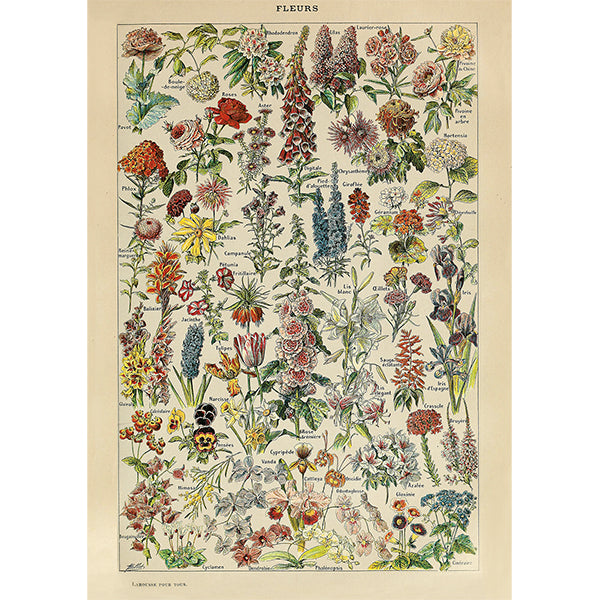 Flowers, Millot