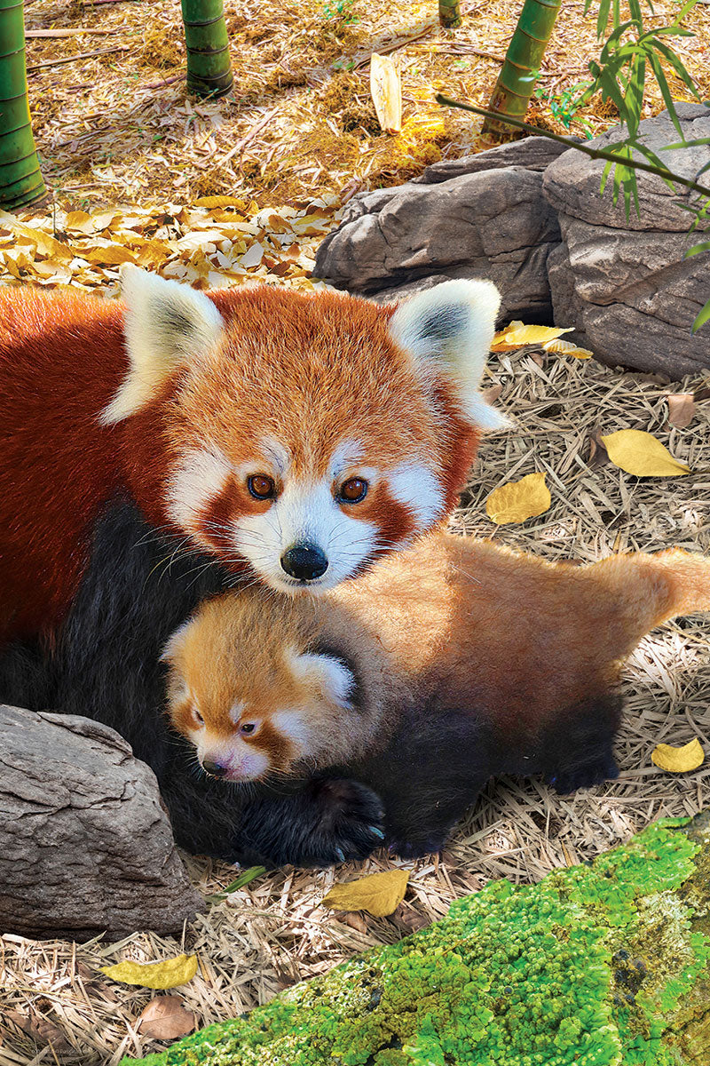 Red Pandas - Save Our Planet Collection (250pcs)