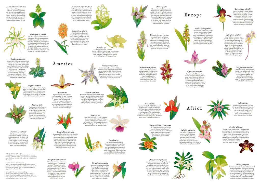 Around the World in 50 Orchids (1000pcs)