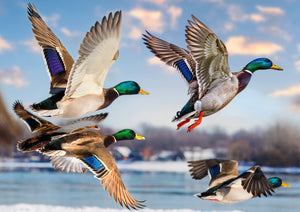 Mallards in Flight (1000pcs)