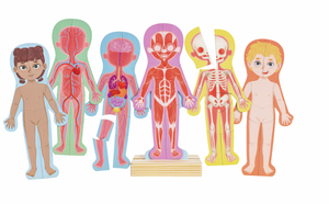 Human Body Magnetic Puzzle