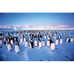 Animaux PFG - Colonie Penguin (1000pcs) (utilisation / utilisée - puzzles pour de bon)