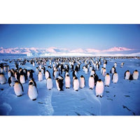 Animaux PFG - Colonie Penguin (1000pcs) (utilisation / utilisée - puzzles pour de bon)