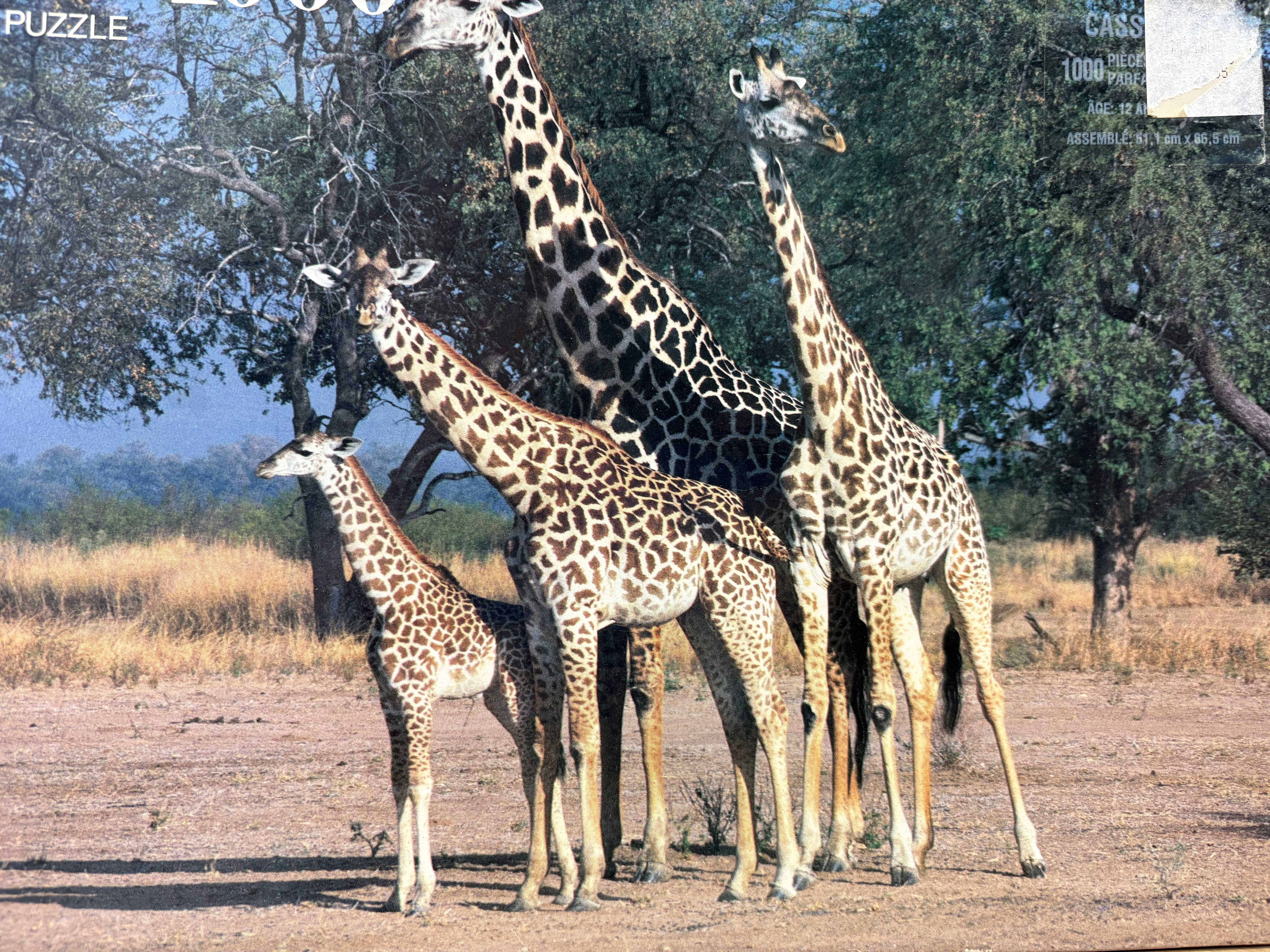 PFG Girafes, Zambie, Afrique (Usage/Occasion - PUZZLES FOR GOOD)