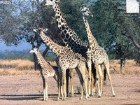 PFG Giraffes, Zambia, Africa (Usage/Used - PUZZLES FOR GOOD)