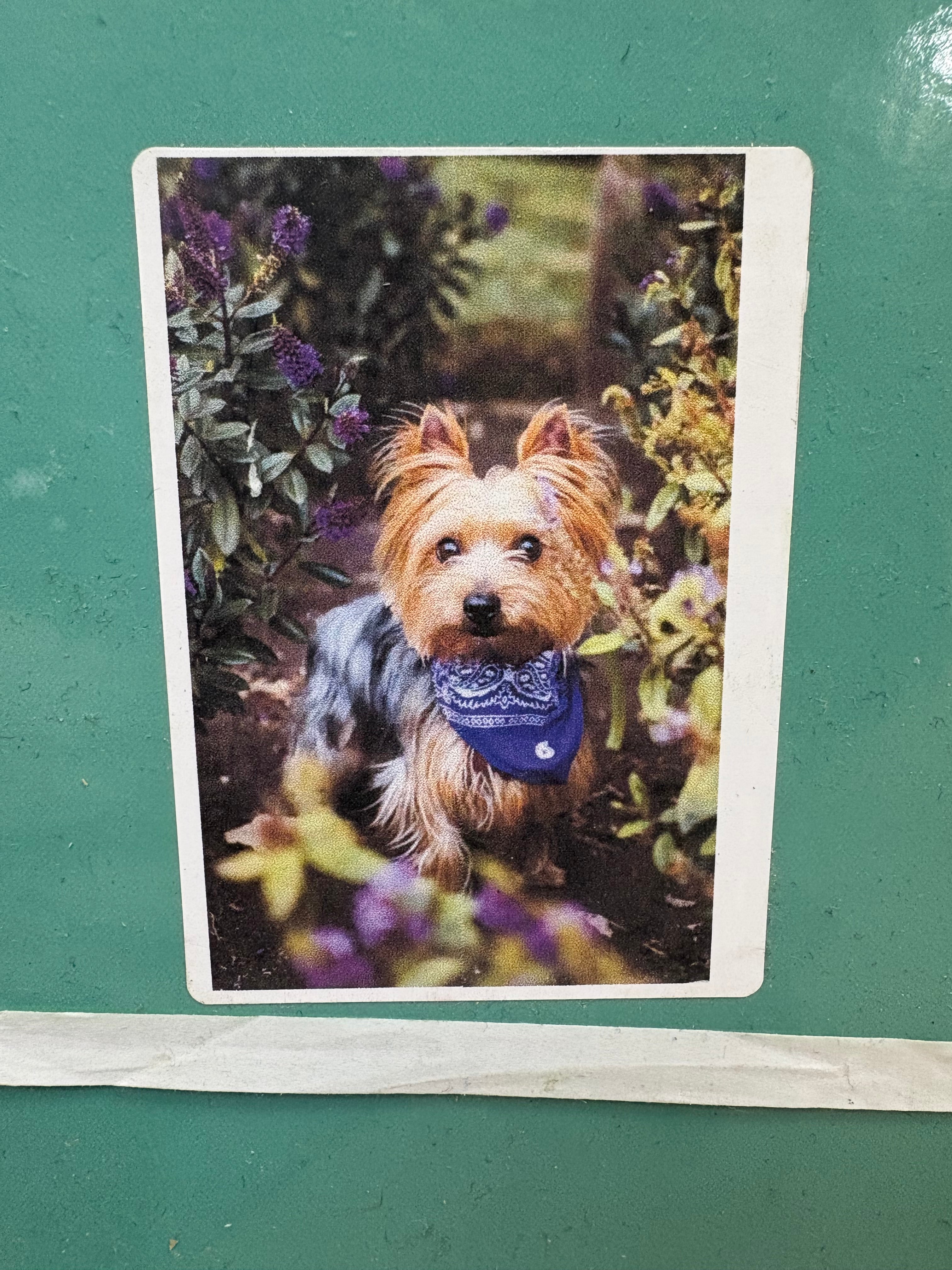 PFG Dog (500pcs) (Usage/Used - PUZZLES FOR GOOD)