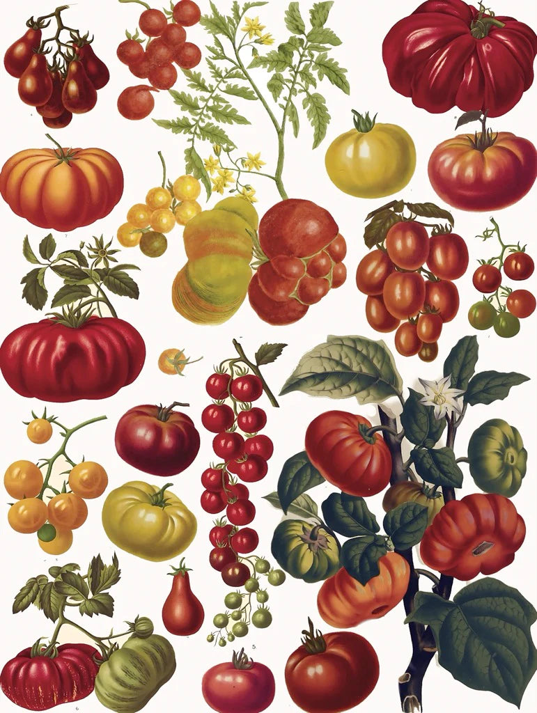 Vintage Collection - Tomatoes (500pcs)