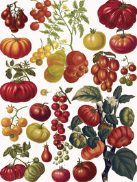 Collection vintage - Tomates (500pcs)