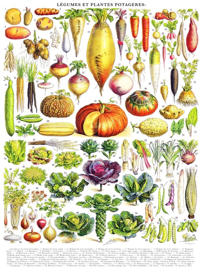 Vintage Collection - Vegetables / Legumes (1000pcs)