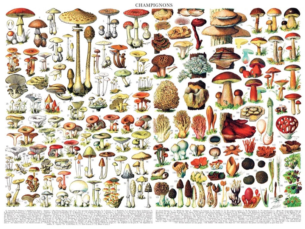 Vintage Collection - Mushrooms / Champignons (1000pcs)