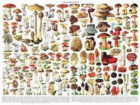 Collection vintage - champignons / champignons (1000pcs)
