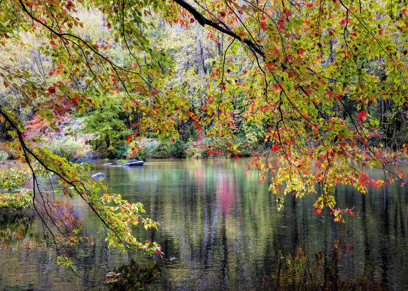 PFG Branches on the Edge of the River (1000pcs) (Usage/Used - PUZZLES FOR GOOD)