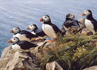 PFG Bright Day, Robert Bateman (Utilisation / Utilisé - Puzzles pour de bon)