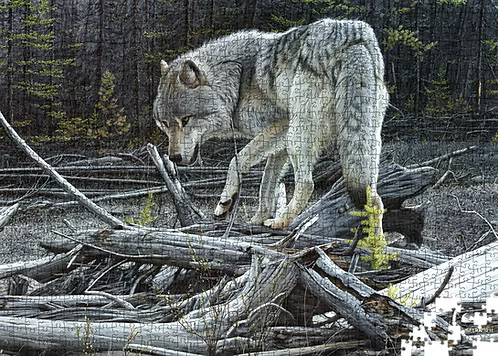 If a Tree Falls in the Forest - Grey Wolf - Collector's Edition (1000pcs)