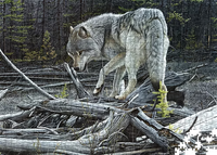 If a Tree Falls in the Forest - Grey Wolf - Collector's Edition (1000pcs)