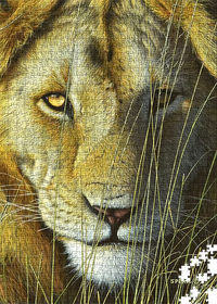 Return of the King - Lion - Collector's Edition (1000pcs)