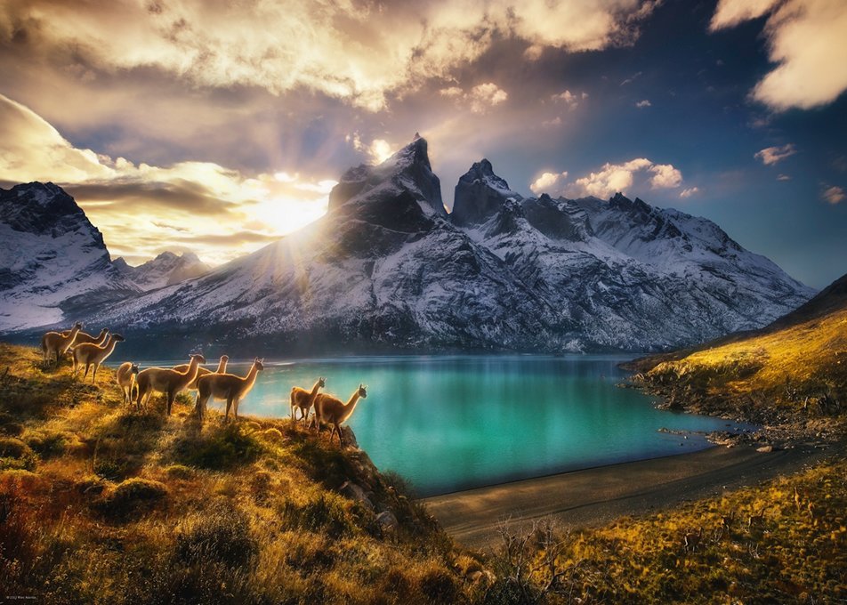 PFG Guanacos, AVH (1000pcs) (Usage/Used - PUZZLES FOR GOOD)