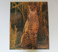 PFG Phantom of the Forest (1000pcs) (Usage/Used - PUZZLES FOR GOOD)