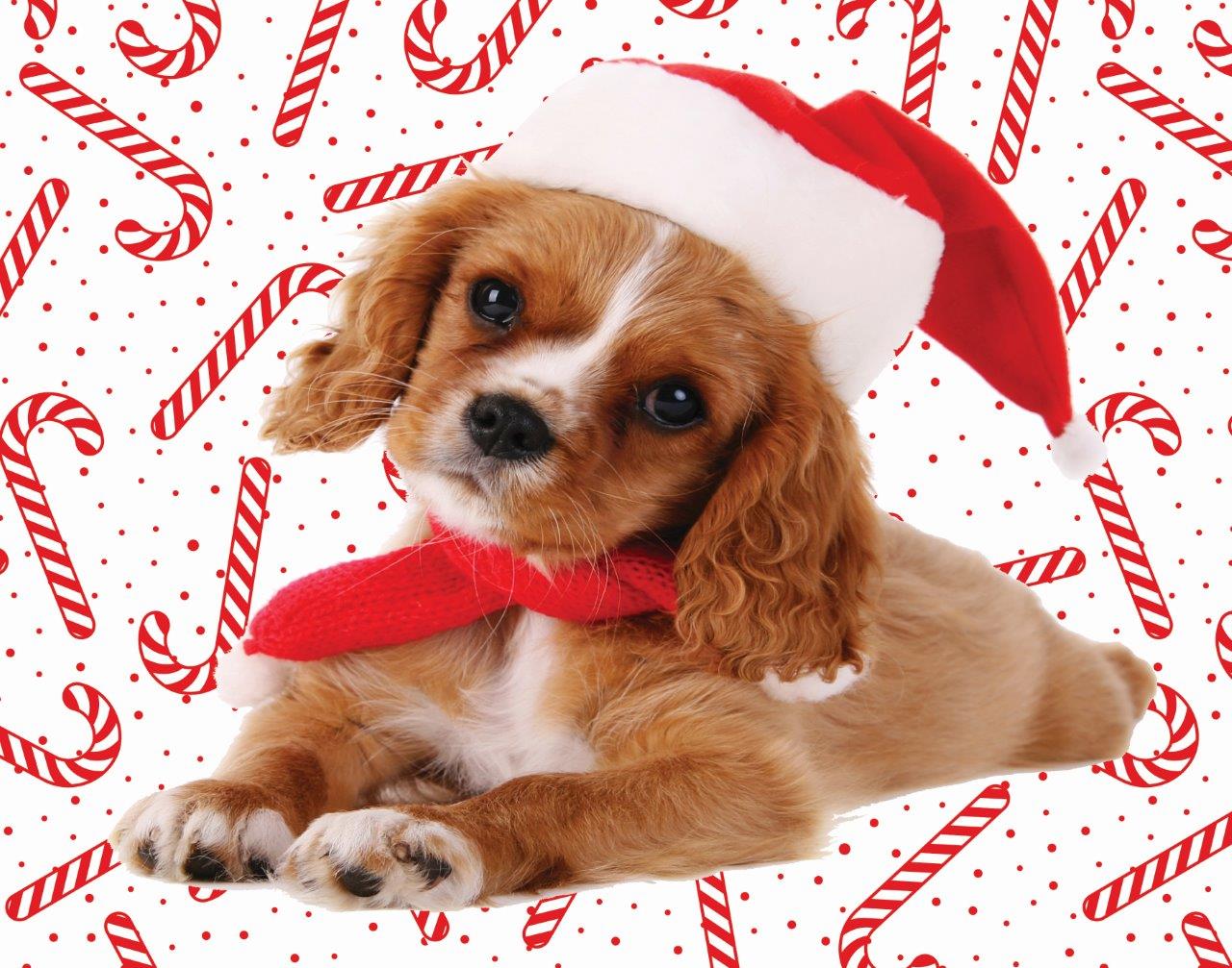 Jingle Time - Puppy with Scarf (100pcs)