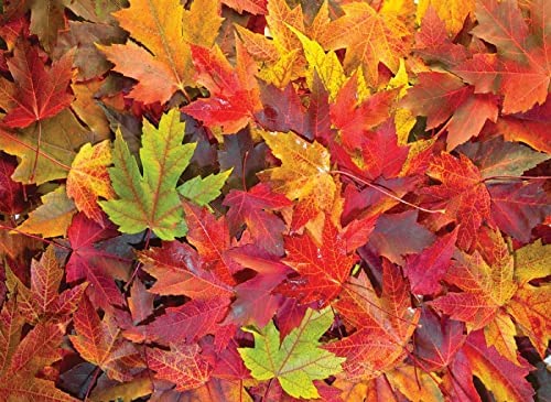 Autumn Leaves (1000pcs)