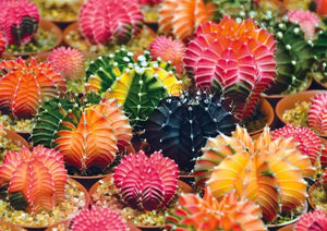 Colourful Succulents (1000pcs)