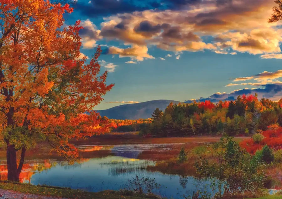 Fall in Acadia National Park (1000pcs)