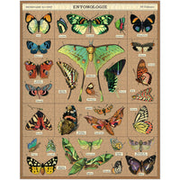 Vintage - Moths à entomologie et papillons (1000pcs)