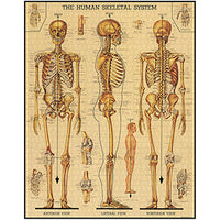 Vintage - Skeletal System (1000pcs)