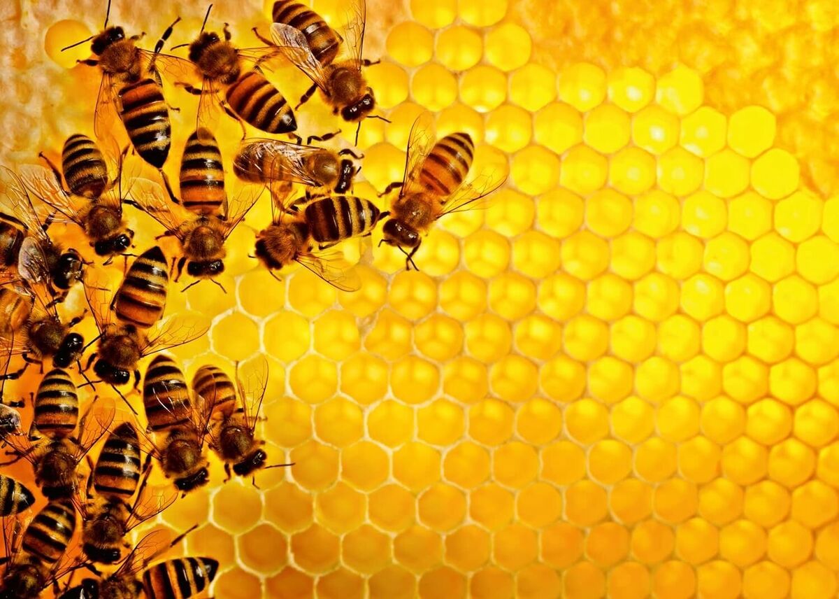 Ravensburger Challenge - Bees (1000pcs)