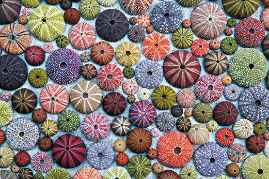 PFG Sea Urchins (Usage/Used - PUZZLES FOR GOOD)