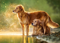 Meilleurs amis (180 pc)