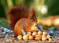 Squirrel in Paradise