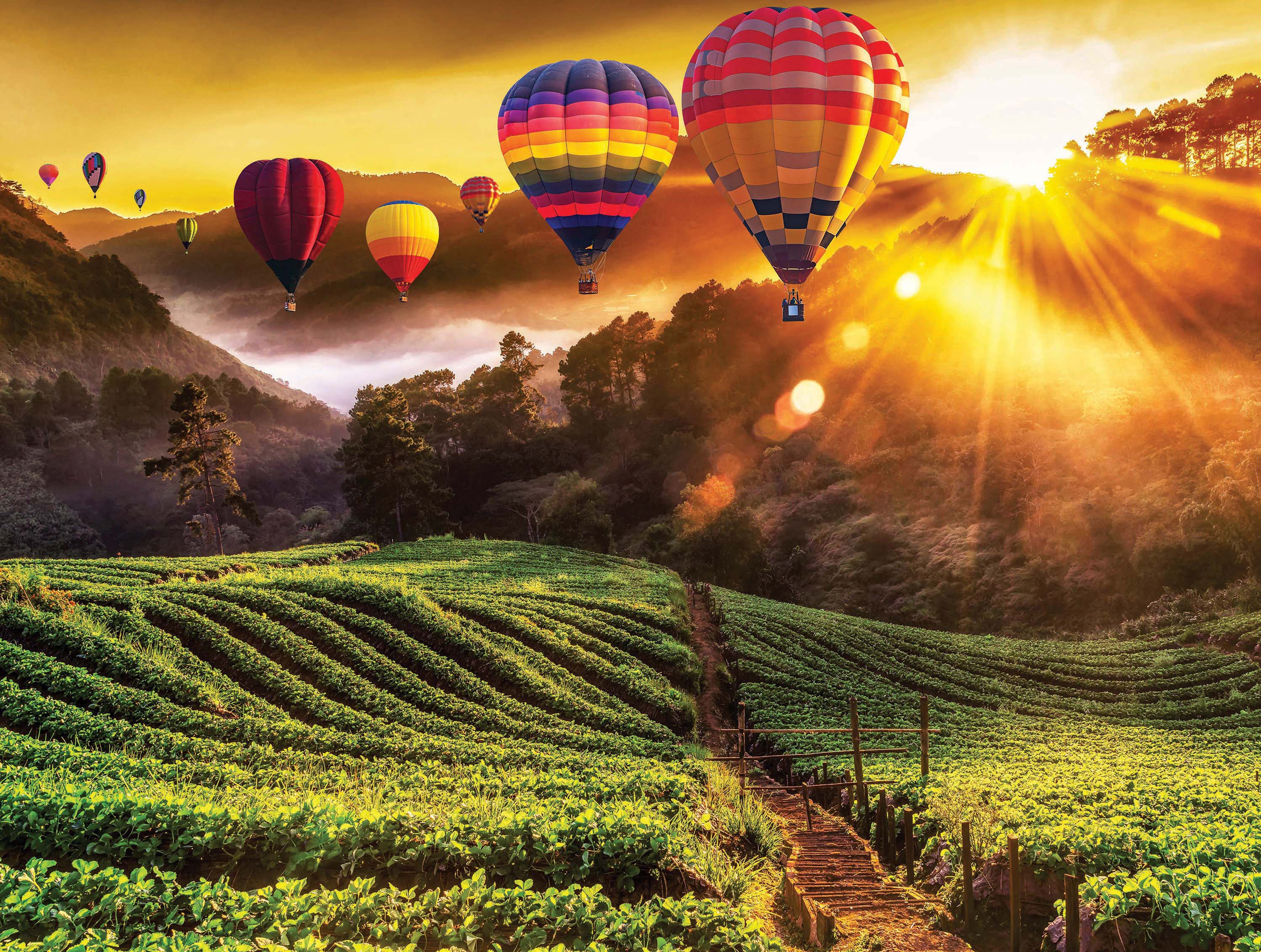 Postcard Collection - Hot Air Balloons over Strawberry Fields (550pcs)