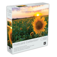Postcard Collection -  Sunflower Field at Sunset (550pcs)