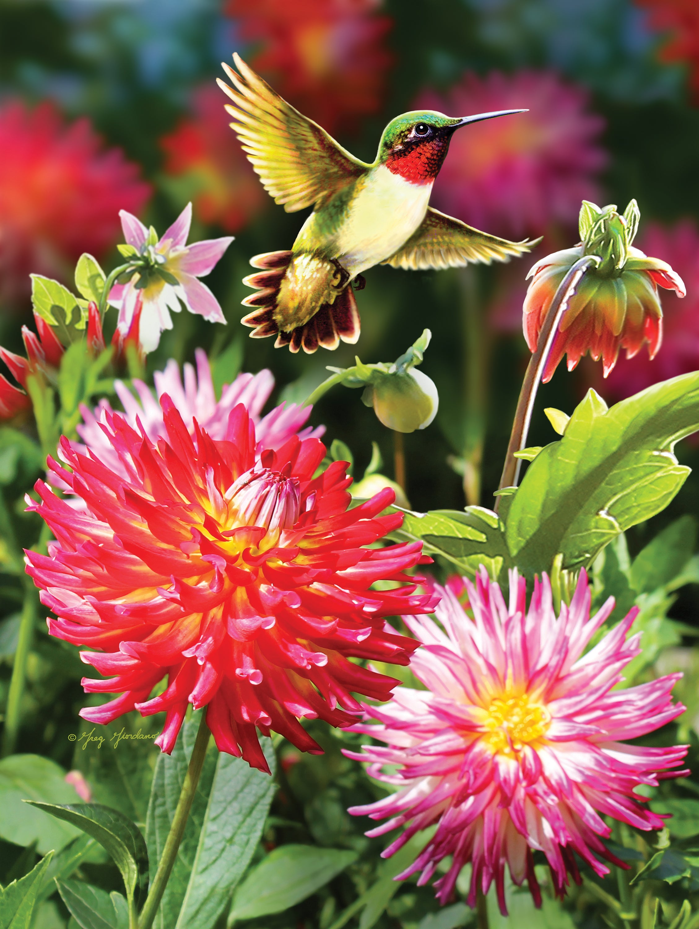 Flights of Fancy - Hummingbirds & Dahlia, Greg Giordano (550pcs)