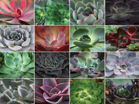 Collage coloré - plantes succulentes (1000 pc)
