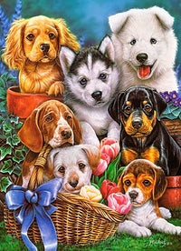 Chiots, 300pc