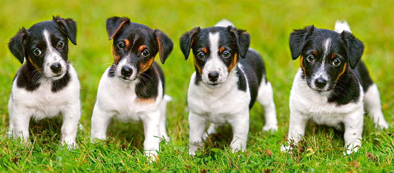 Jack Russell Terrier Puppies