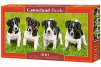 Chiots Jack Russell terrier