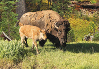 Territorries du Nord-Ouest (Territorires du Nord-Oouest)
