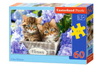 Chatons mignons, 60pc