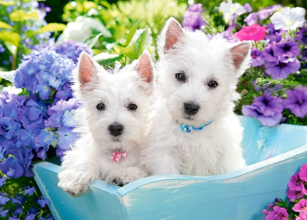 Westie Puppies, 60pc