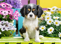 Spaniel Puppy en fleurs, 70pc