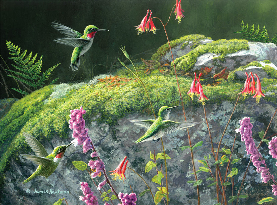 Dappled Hummingbird, Hautman Brothers