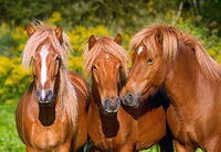 Amis de chevaux