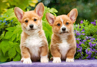Puppies Welsh Corgi (1000pcs)