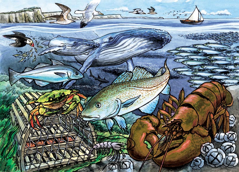 La vie dans l'océan Atlantique (puzzle du plateau)